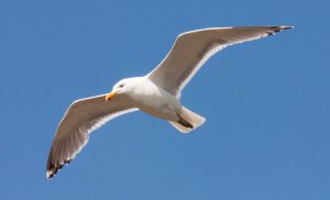 Flying_Seagull_by_ksouth