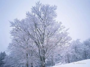 [wallcoo_com]_winter_snow_1EA49175