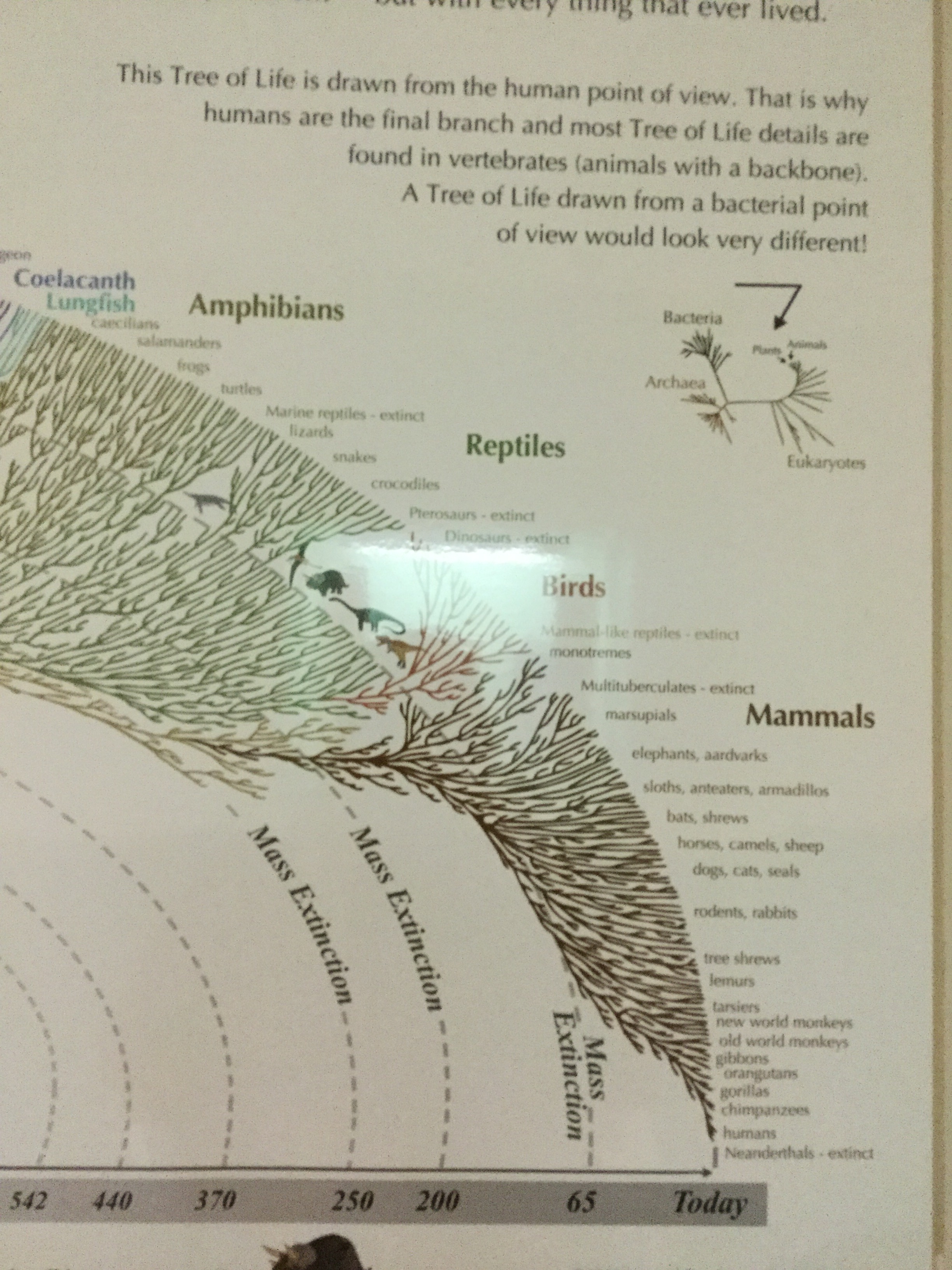 Bacteria v Human Life.JPG