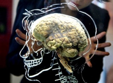 human-brain-exhibit-1.jpg